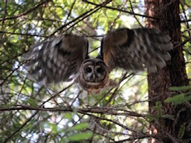A Resident of the Rebuilt Sustainable Forest Canopy